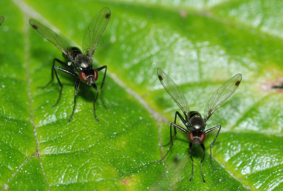 Empis sp. (Empididae)